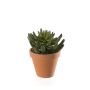 Sedum rupestre artificiel EROS en pot en argile, vert, 15cm