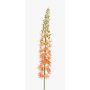 Eremurus artificiel AOMORI, crème-rose, 105cm