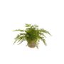 Fougère femelle artificielle MELLEA en pot en terre cuite, vert, 25cm