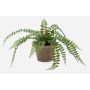 Fougère type Pellaea rotundifolia artificielle BELONA en pot en terre cuite, vert, 50cm