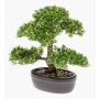 Bonsai Ficus artificiel HESPER en coupe décorative, 30cm