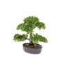 Bonsai Ficus artificiel HESPER en coupe décorative, 30cm