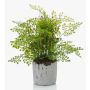 Fougère type Capillaire de Montpellier artificielle SANTINA en pot en ciment, vert, 30cm