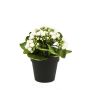 Kalanchoé artificiel FAJRA, crème, 20cm
