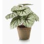 Bégonia rex artificiel MEIRA en pot en terre cuite, vert-gris, 25cm