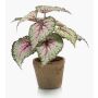 Bégonia rex artificiel MEIRA en pot en terre cuite, vert-rose, 25cm