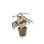 Bégonia rex artificiel MEIRA en pot en terre cuite, vert-rose, 25cm