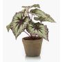 Bégonia rex artificiel MEIRA en pot en terre cuite, vert-violet, 25cm