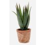Aloe variegata synthétique MARTINEZ en pot en terre cuite, vert, 20cm, Ø17cm