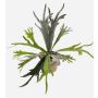 Fougère corne de cerf artificielle MARLEY en pot en terre cuite, vert, Ø50cm