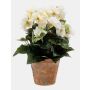 Bégonia artificiel DOBRADA en pot en terre cuite, crème, 25cm