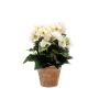 Bégonia artificiel DOBRADA en pot en terre cuite, crème, 25cm