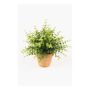 Eucalyptus artificiel JOSHUA en pot en argile, vert, 20cm, Ø17cm