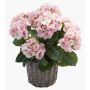 Hortensia artificiel JONE en corbeille tressée, rose, 45cm