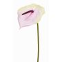 Anthurium artificiel MOIRA, crème-rose, 75cm, 13x20cm