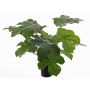 Plante artificielle Jatropha LONY, vert, 50cm