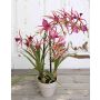 Orchidée Brassia artificielle ZAPHIRA en pot décoratif, rose fuchsia-vert, 55cm