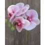Tige d'orchidée Phalaenopsis artificielle OPHELIA, rose-rose fuchsia, 40cm