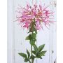 Fleur artificielle Cleome HILDEGARD, rose, 85cm