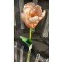 Fleur en plastique Tulipe perroquet PETSCHORA, abricot-rose, 65cm