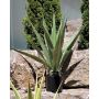 Agave furcraea gigantea artificiel CHERIE, vert-gris, 100cm