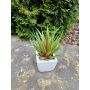 Agave decipiens artificiel KATNISS, pot en céramique, vert-rouge, 19cm