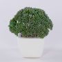 Sedum telephium artificiel KATNISS, pot en céramique, vert, 14cm