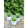 Plantes succulentes décoratives FINNICK dans un pot en béton, 3 pièces, vert, 15cm