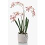 Orchidée Renanthera monachica artificielle BLANI dans un pot en céramique, racines, blanc-rose fuchsia-jaune, 55cm