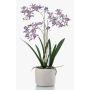 Orchidée Renanthera monachica artificielle BLANI dans un pot en céramique, racines, violet-blanc-jaune, 55cm