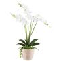 Composition florale artificielle d'orchidée et de plantes succulentes FININ, pot en ciment, racines, blanc, 55cm