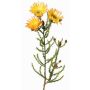Fleur artificielle « Cap Strawflower » BEYA, jaune-orange clair, 60 cm, Ø 6 cm