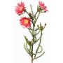 Immortelle du Cap artificielle BEYA, rose-fuchsia, 60 cm, Ø 6 cm