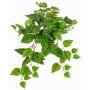 Plante décorative Suspension de pothos SHELLEY sur piquet, collection écologique, vert, 55cm