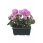 Géraniums artificiels FLOREANA en jardinière, lot de 2, violet, 24 x 11 x 35 cm