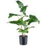 Plante artificielle Anthurium MEHNDAS, verte, 50cm