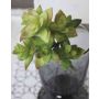Echeveria gibbiflora artificiel TROY, piquet, vert-rouge, 17cm