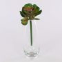 Echeveria gibbiflora en plastique ERNESTO, piquet, vert-rose, 23cm, Ø13cm