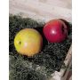 Pomme décorative TERRENCE, rouge-jaune, Ø7cm
