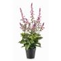 Plante artificielle sauge SWORTA dans un pot décoratif, fleurs, mauve, 45 cm
