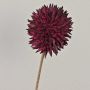 Allium ornemental MERAL, rouge bourgogne, 80cm, Ø14cm
