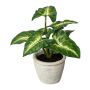 Plante décorative Syngonium KLORHE, pot en ciment, vert, 20 cm