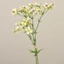 Fleur Hoya artificielle HEKLA, crème-vert, 30cm, Ø2-2,5cm