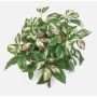 Plante artificielle Hoya carnosa OLEANA sur tige, vert-blanc-rose, 40 cm