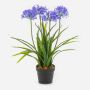Plante artificielle Agapanthus LESEDA dans un pot décoratif, bleu, 65 cm