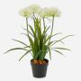 Plante artificielle Agapanthus LESEDA dans un pot décoratif, blanc, 65 cm