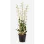 Fleur artificielle orchidée Dendrobium LOFINA dans un pot décoratif, blanc, 130 cm