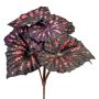 Plante artificielle Begonia rex MELDINA, piquet, noir-rouge, 25cm