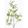 Branche décorative d'aralia MOLFER, verte, 115 cm