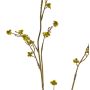 Stirlingia latifolia artificiel COLLAN, vert-jaune, 85cm